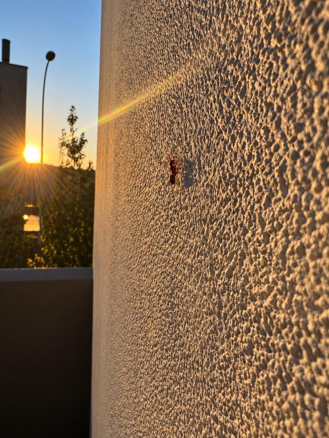 Nahaufnahme einer Fassade mit grobem Strukturputz im Streiflicht der tiefstehenden Sonne, eine Ameise auf der Wand